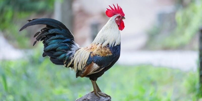 Cách thực hiện đá gà alo88